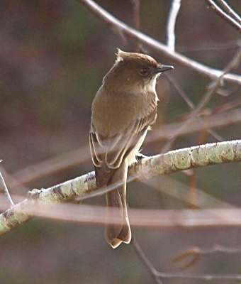 [The outer edges of the feathers are near-white and provide outlines of the dark brown feathers on the birds back. The bird, perched on a branch, has its head turned to the right exposing its brown eye and the edge of its light-colored neck.]